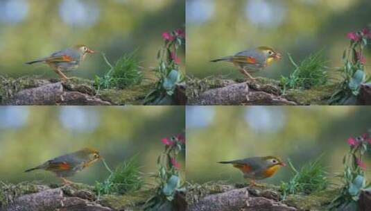 4K实拍枝头山雀麻雀鸟类自然风景鸟特写高清在线视频素材下载