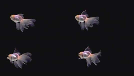黑暗背景前游泳的金鱼高清在线视频素材下载