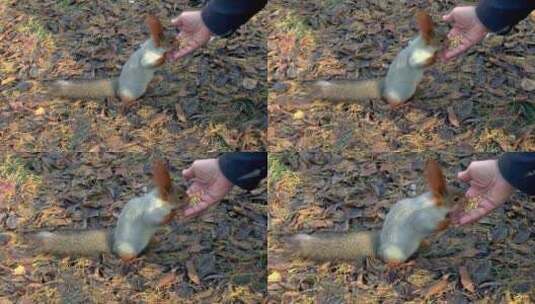 松鼠吃人类手上的食物高清在线视频素材下载