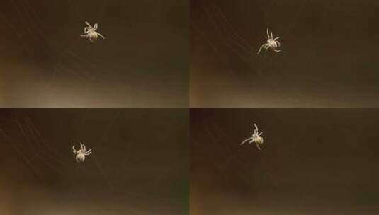 小蜘蛛在织网高清在线视频素材下载
