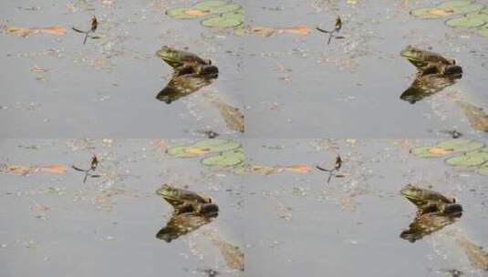 牛蛙蹲坐在水池里高清在线视频素材下载