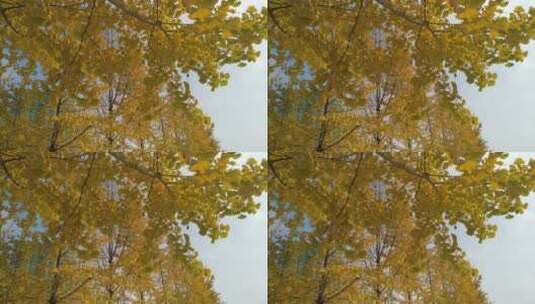 银杏树树叶黄叶高清在线视频素材下载