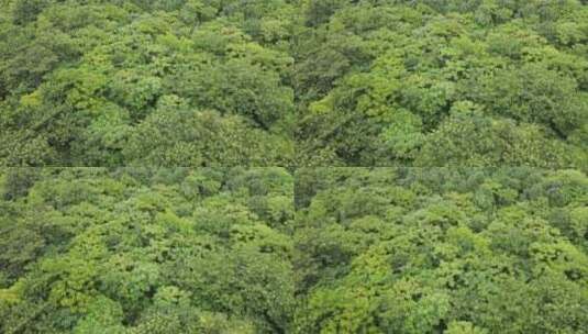 大自然茂密绿色植物森林航拍高清在线视频素材下载