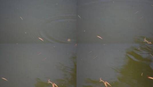 水池池塘鱼苗青蛙蝌蚪生态高清在线视频素材下载