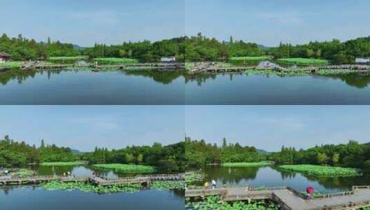 航拍杭州西湖曲院风荷景区高清在线视频素材下载
