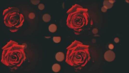 玫瑰花的魅力高清在线视频素材下载