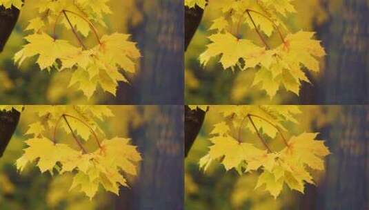 秋天自然唯美枫叶高清在线视频素材下载