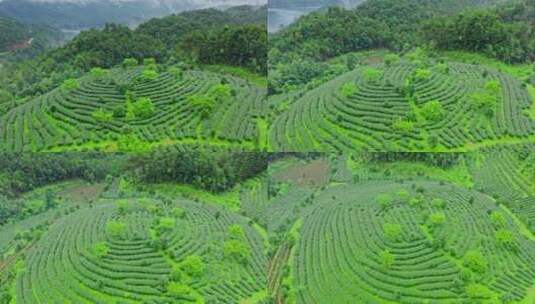 雨后的茶山高清在线视频素材下载