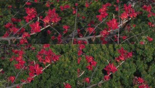 盛开的红色木棉花特写高清在线视频素材下载