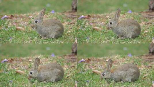 野兔 兔子 兔年高清在线视频素材下载