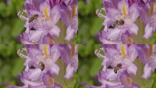 蜜蜂采蜜 蜜蜂采集花粉高清在线视频素材下载