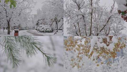 初雪树枝上的白雪高清在线视频素材下载