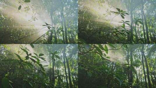丁达尔光树林树木阳光森林高清在线视频素材下载