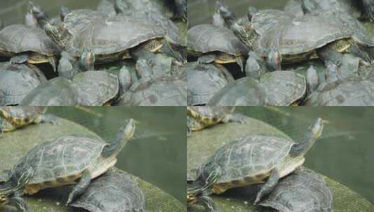 巴西龟养殖池塘高清在线视频素材下载