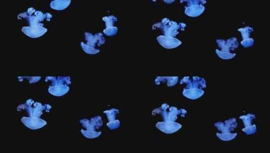 蓝色深海水母运动特写镜头高清在线视频素材下载