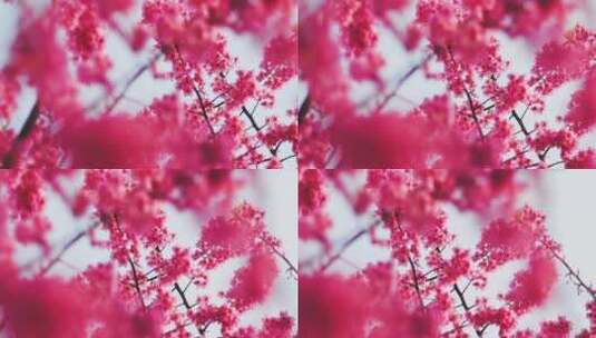 春天粉色的花高清在线视频素材下载