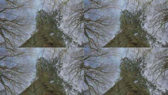 俯瞰雄伟的树干，通向冬天天空下结霜的树枝高清在线视频素材下载