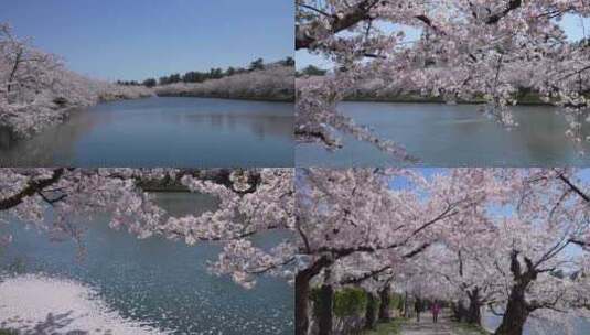 绝美日本樱花飘落实拍樱花季京都大阪高清在线视频素材下载