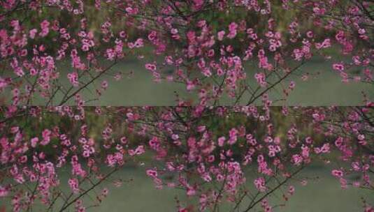 盛开的红梅花在春雨中摇曳高清在线视频素材下载