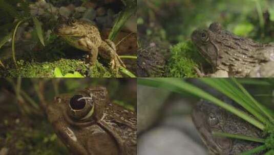 4K 虎纹蛙 两栖动物 蛙类高清在线视频素材下载