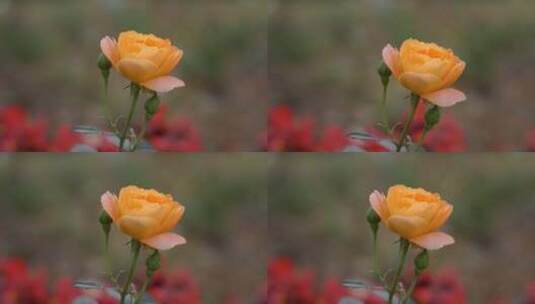 月季黄花花瓣花朵花开绽放高清在线视频素材下载