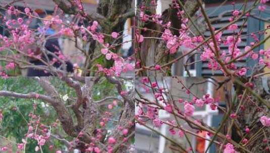 杭州植物园灵峰探梅梅花开了风景视频素材高清在线视频素材下载