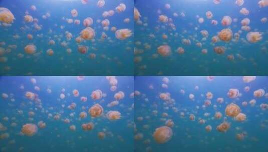 炫酷透明水母海洋生物水族馆高清在线视频素材下载