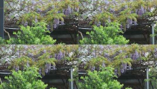 春天私家花园别墅小院花园洋房紫藤花开高清在线视频素材下载