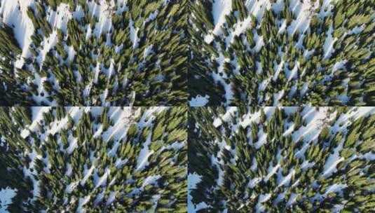 新疆赛里木湖雪山上云杉树被晨光照射景观高清在线视频素材下载