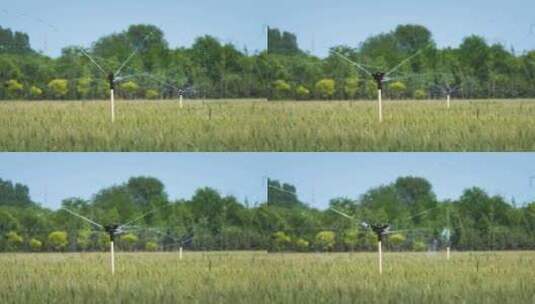 小麦灌溉喷洒高清在线视频素材下载