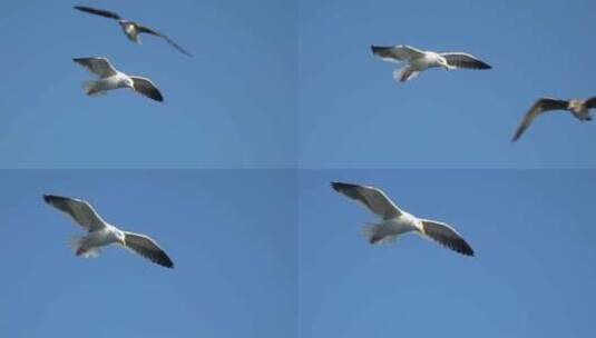 天空飞翔的白鸽、海鸥高清在线视频素材下载