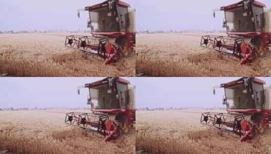 4K收割机收小麦高清在线视频素材下载