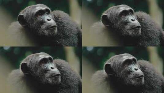 黑猩猩，黑猩猩，乌干达，猿高清在线视频素材下载