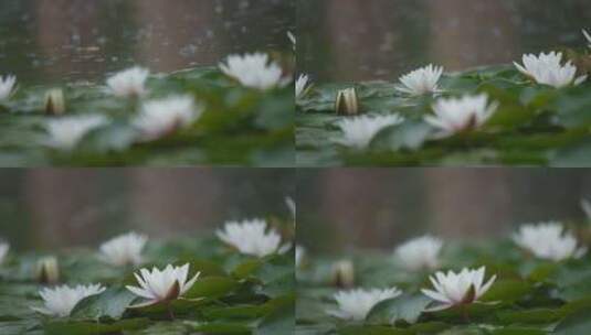 雨中水莲 莲花 睡莲 水莲高清在线视频素材下载