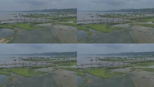 洛阳嵩县陆浑水库湿地生态高清在线视频素材下载