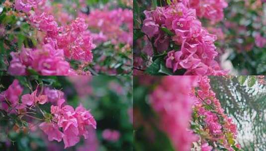 雨滴从粉色花朵上滴落慢镜头高清在线视频素材下载