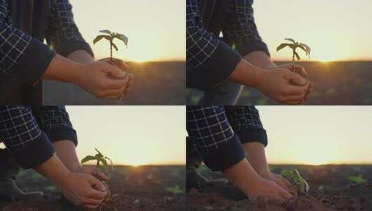 园丁在田间种植前手里拿着小豆芽特写查看专高清在线视频素材下载