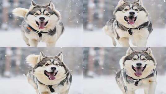 雪中奔跑的宠物狗哈士奇阿拉斯加犬高清在线视频素材下载