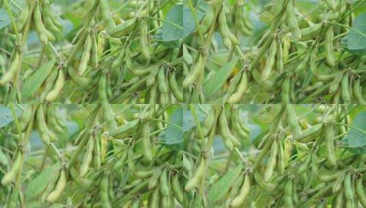 农作物大豆黄豆成熟高清在线视频素材下载