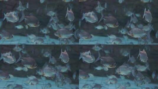 成群结队的鱼儿在水中游动高清在线视频素材下载