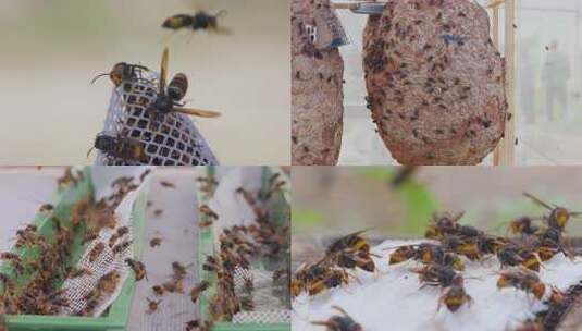 黄蜂与蜂巢特写高清在线视频素材下载