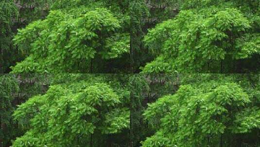 雨后绿色树枝清新自然高清在线视频素材下载