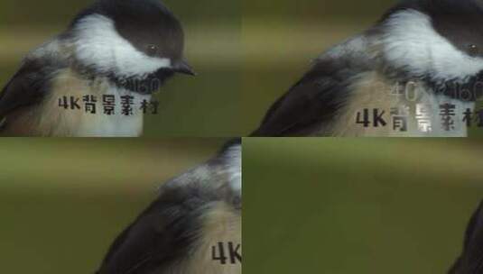 静帧大图 森林中的鸟类高清AE视频素材下载