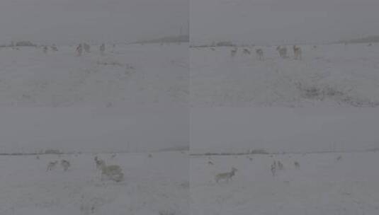 冬天雪地里来了野生黄羊高清在线视频素材下载