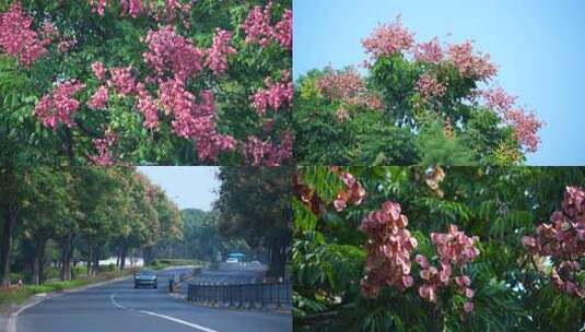 4K栾树花盛开的城市车流及栾树花特写高清在线视频素材下载