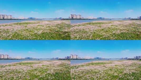 4k长沙湘江江岸芦苇荻花航拍高清在线视频素材下载