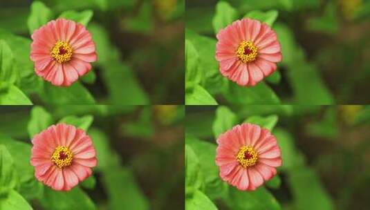 花朵 鲜花 植物 花卉 实拍视频高清在线视频素材下载