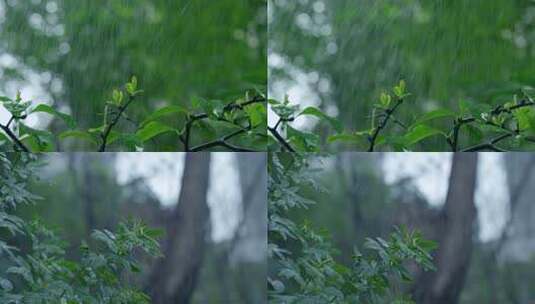 春雨雨滴暴雨高清在线视频素材下载