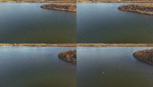 湿地保护区 鸟 复兴大街 滹沱河 湿地 初冬高清在线视频素材下载