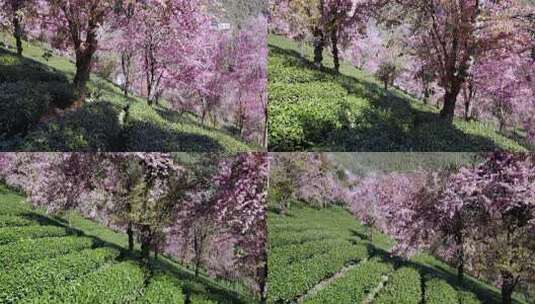 茶园樱花航拍近景横移高清在线视频素材下载